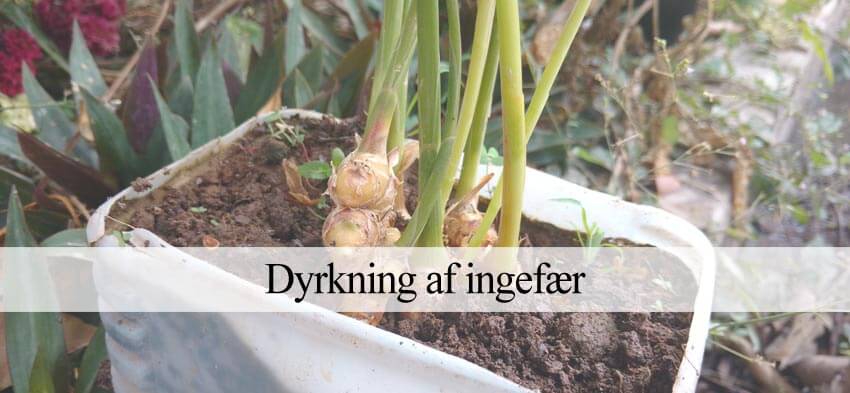 ingefær dyrkning