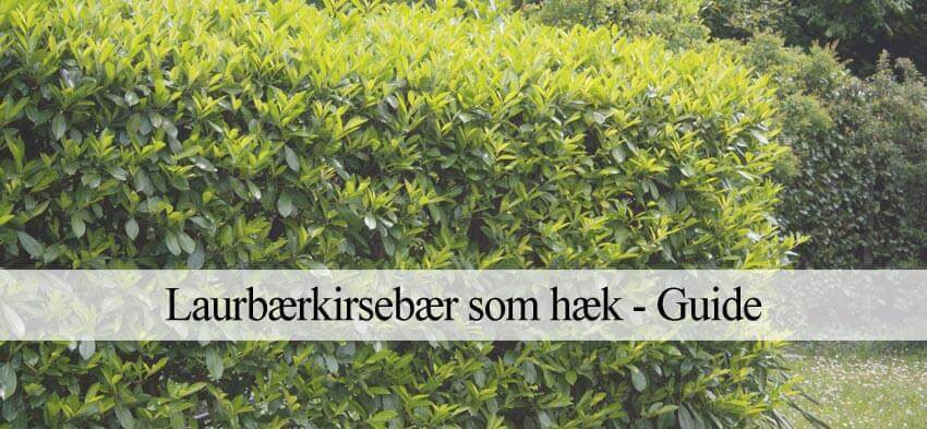 laurbærkirsebær hæk