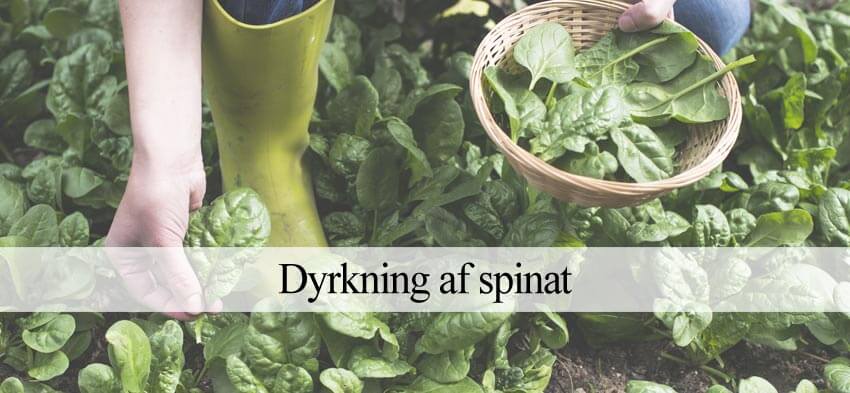 spinat dyrkning
