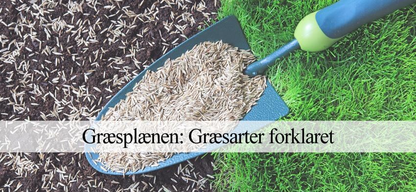 græsarter og græssorter plæne
