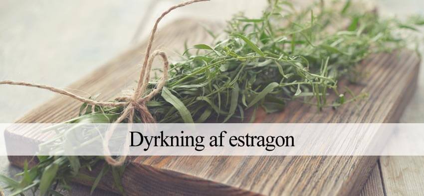 estragon dyrkning