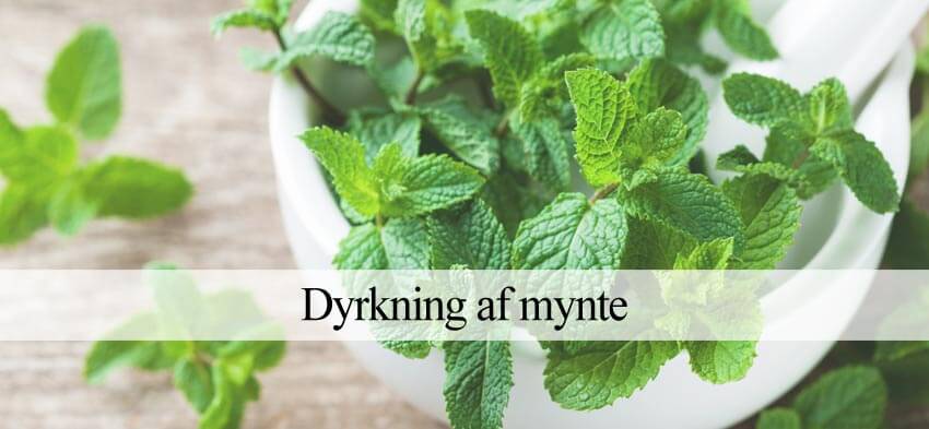 mynte dyrkning