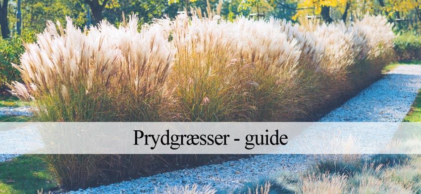 prydgræs