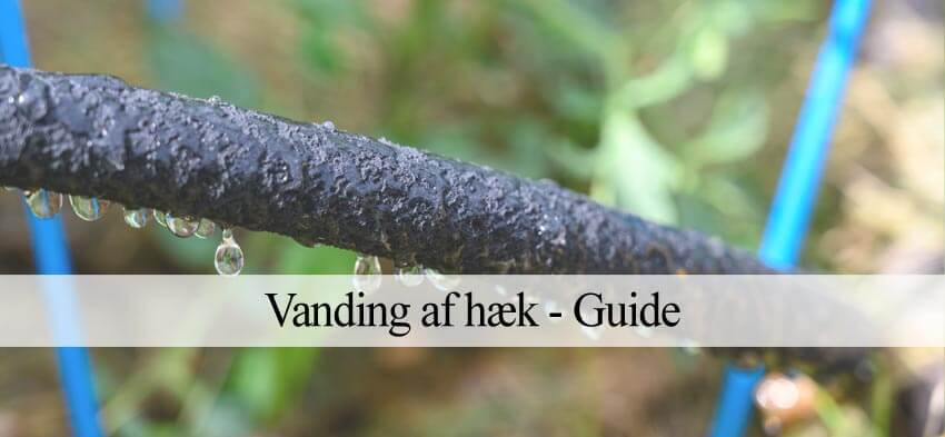 hæk vanding
