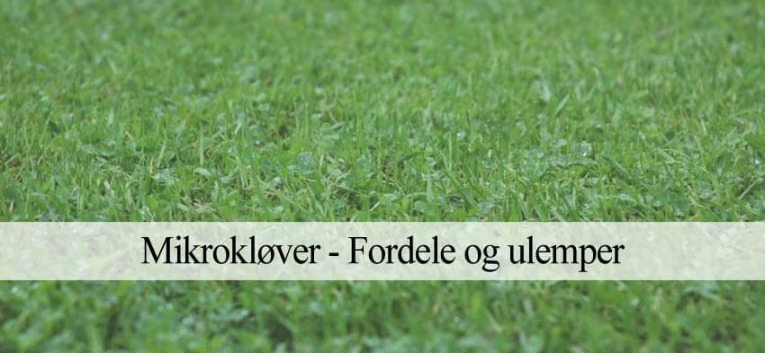 mikrokløver