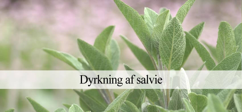 Salvie dyrkning