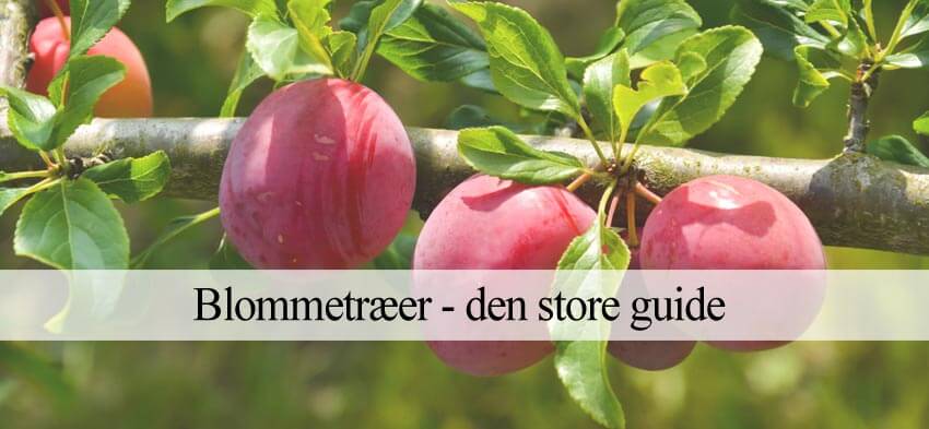 blommetræ guide