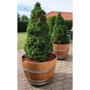 Halv vintønde med kakao flis