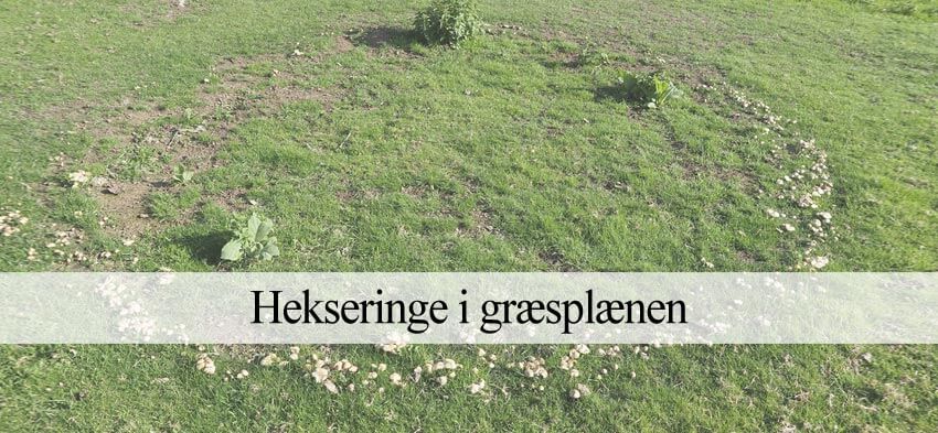 græsplæne med hekseringe
