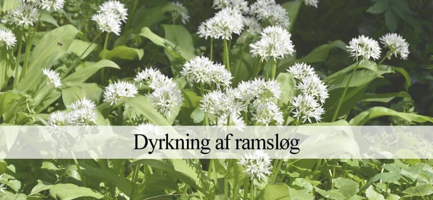 ramsløg dyrkning