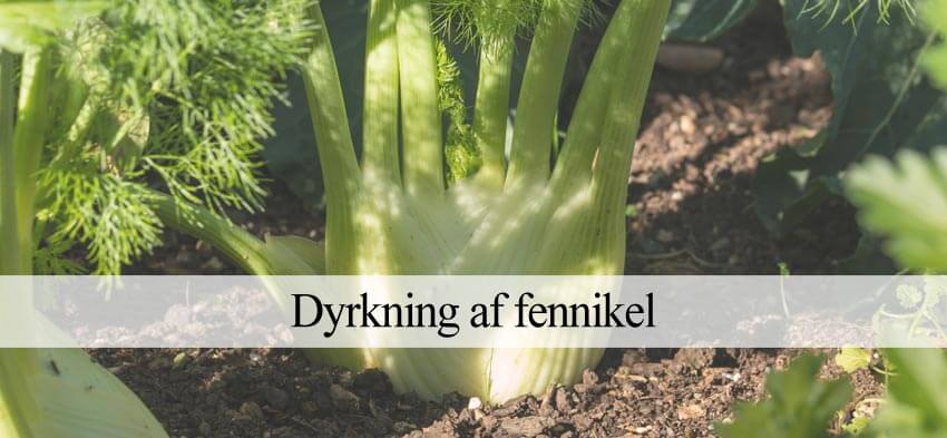 fennikel dyrkning