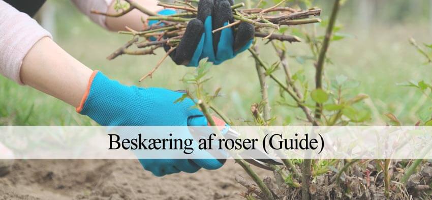 Beskære roser