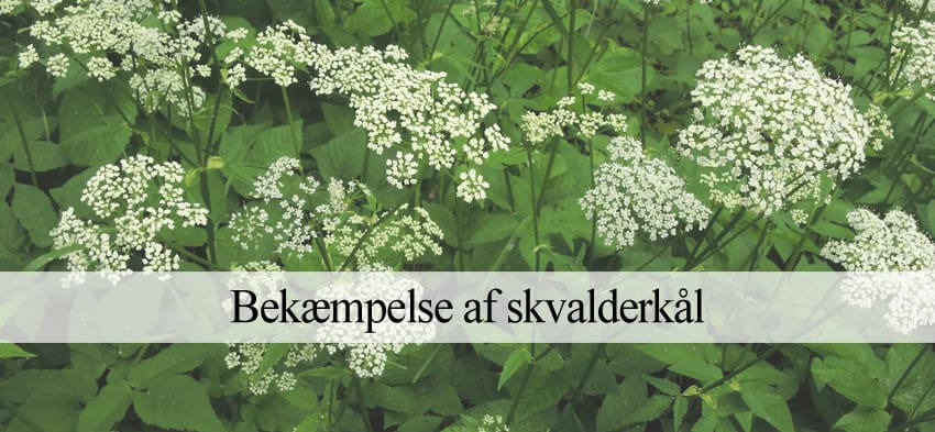 skvalderkål