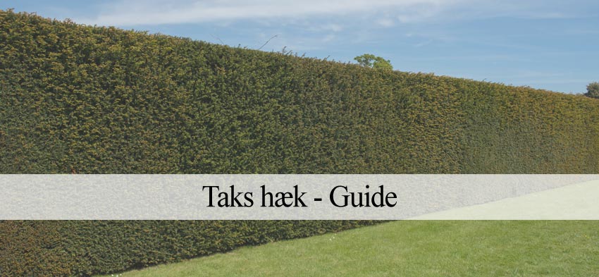 Taks hæk