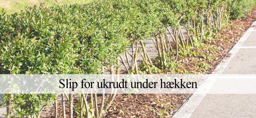 Ukrudt under hæk