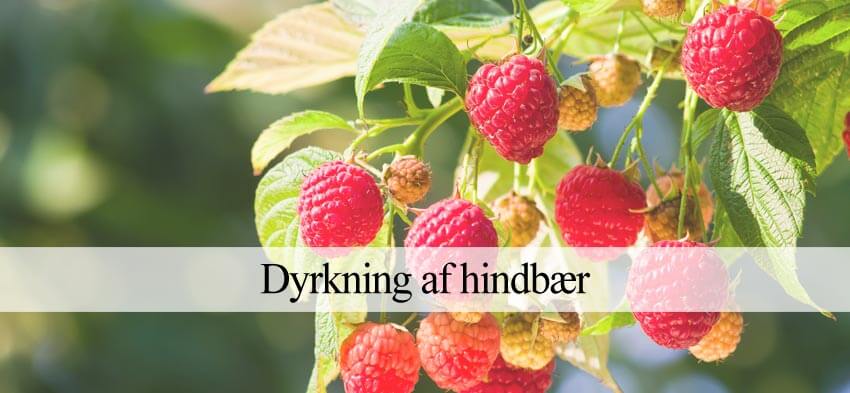 hindbær dyrkning