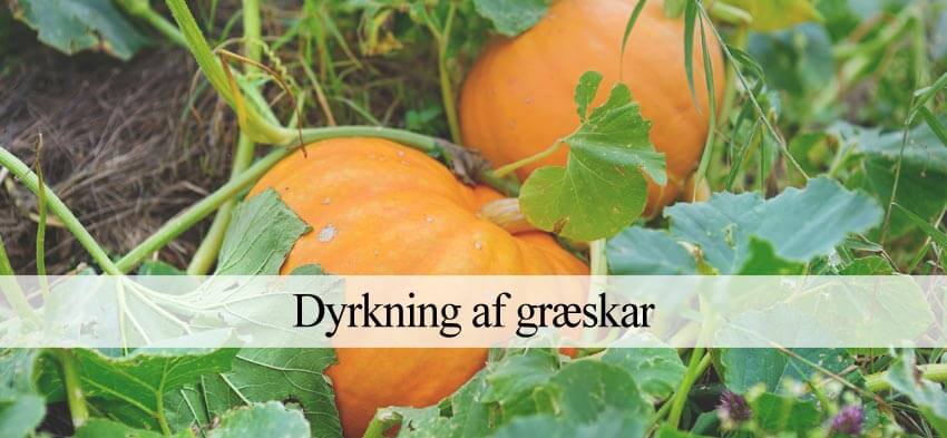 dyrke græskar