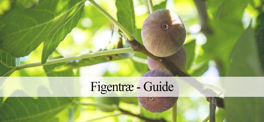dyrke figentræ
