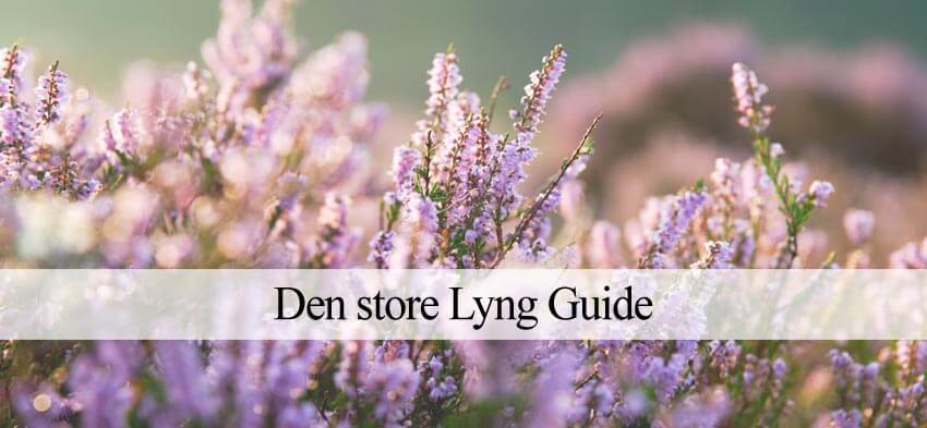 Lyng planting og pasning