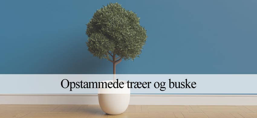 opstammede træer