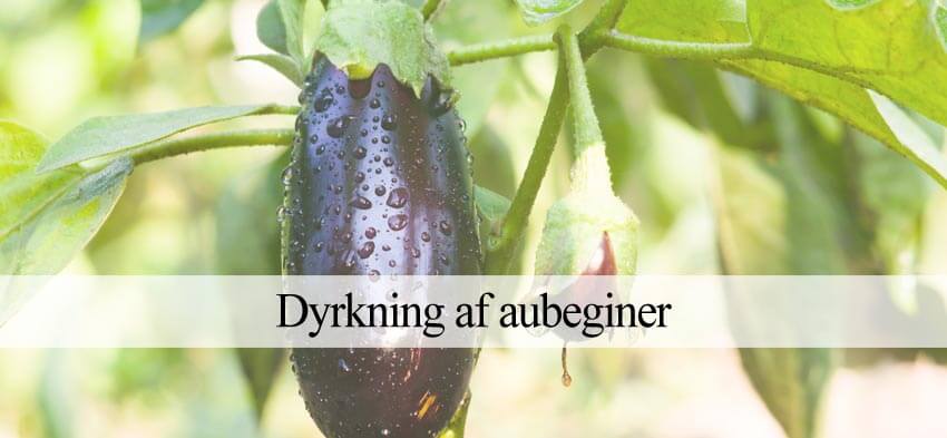 aubegine dyrkning