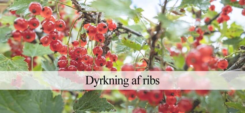 ribs dyrkning