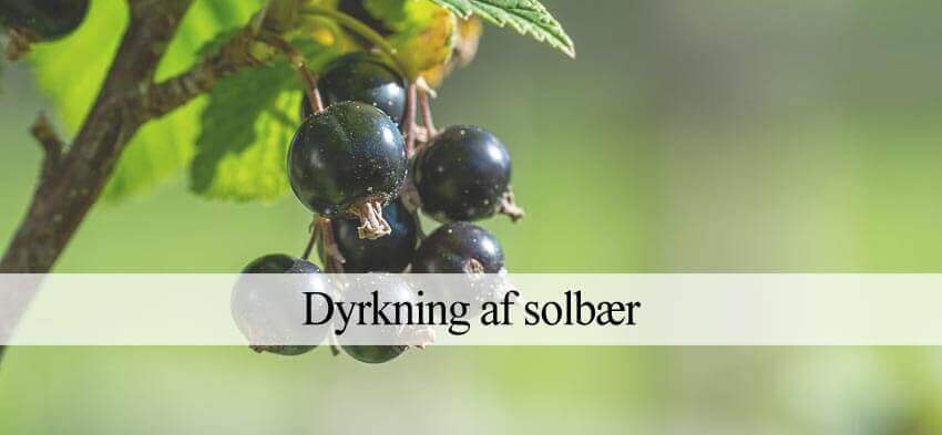 solbær dyrkning