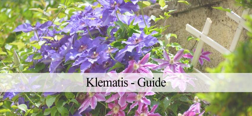 Klematis platning og pasning