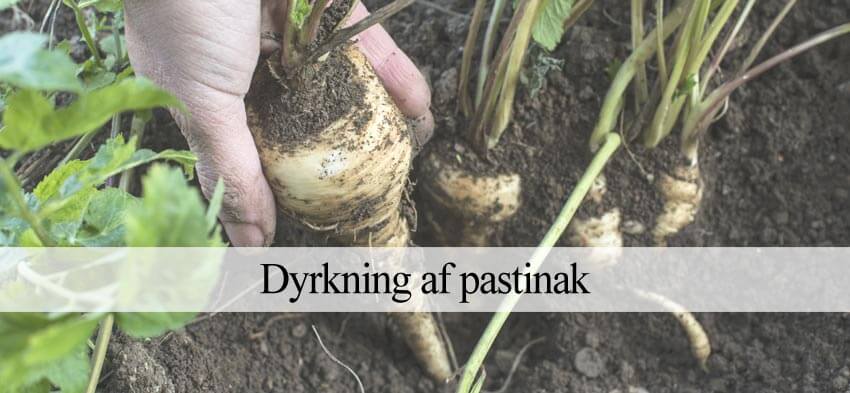 pastinak dyrkning