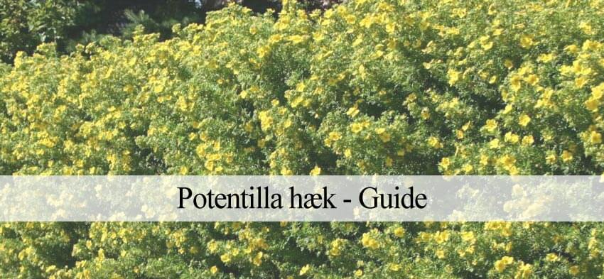 potentilla som hæk