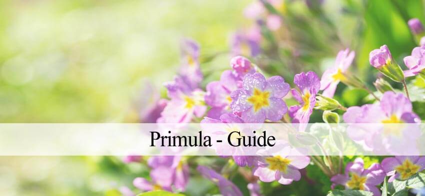 primula plantning og pasning