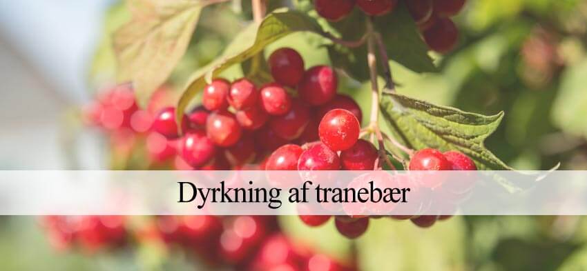 tranebær dyrkning