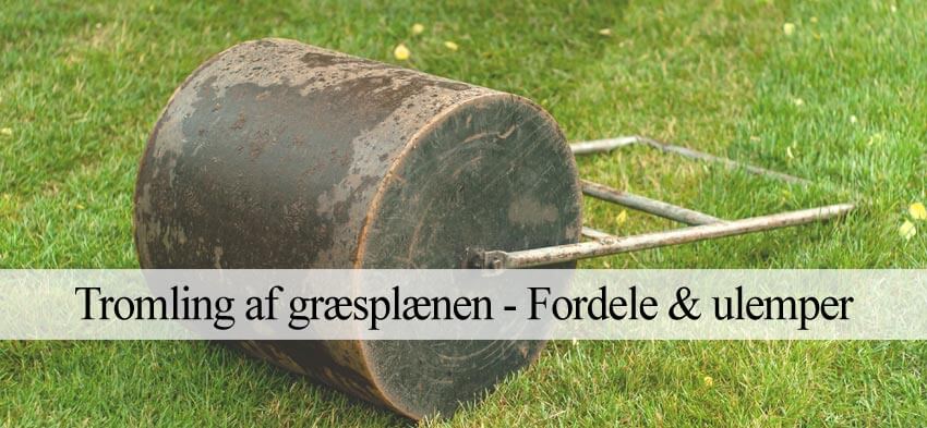 tromle græsplæne