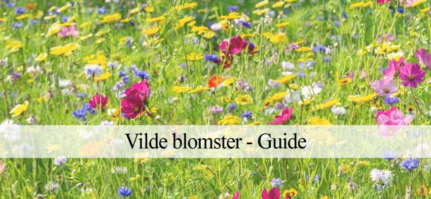Vilde blomster blomsterblanding