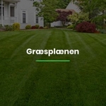 Græsplænen