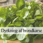 brøndkarse dyrkning