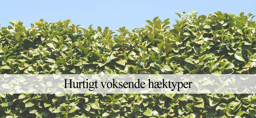 hvilken hæk vokser hurtigst