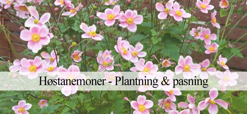 høstanemoner