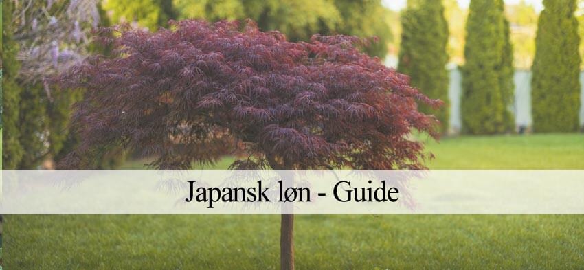 japansk løn