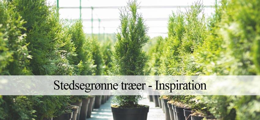 stedsegrønne træer