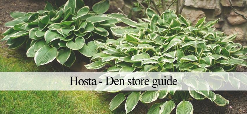 hosta til haven