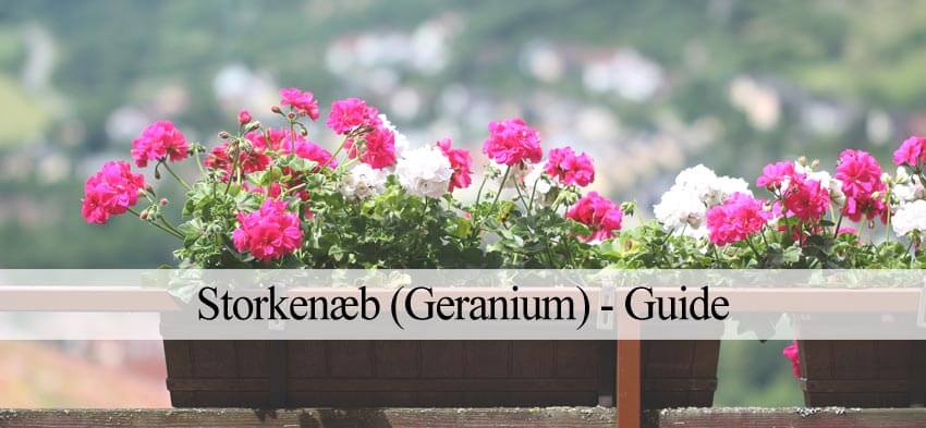 storkenæb guide