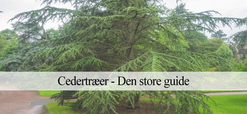 cedertræ