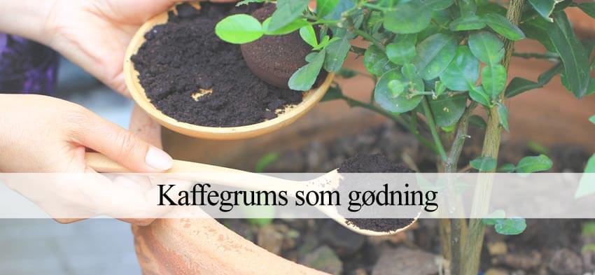 kaffegrums gødning