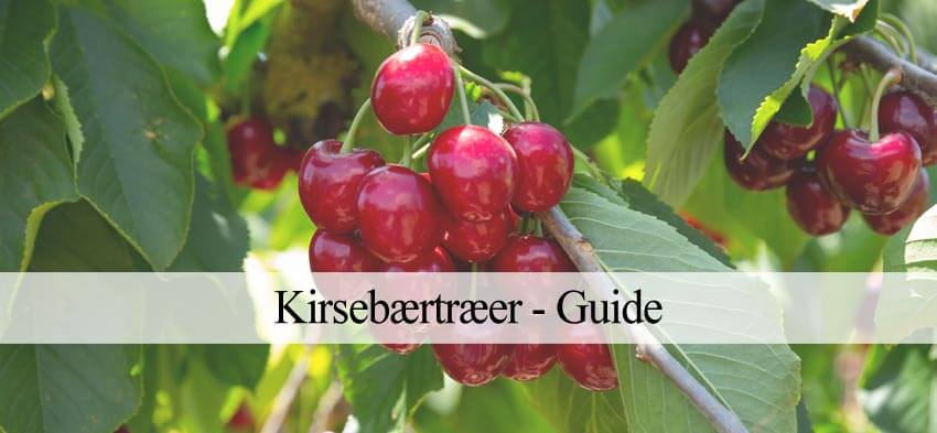 kirsebær dyrkning