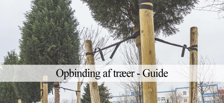 Opbinde træer