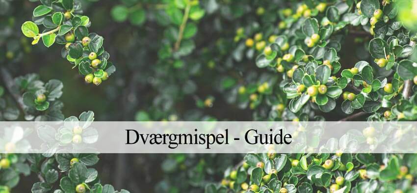 dværgmispel