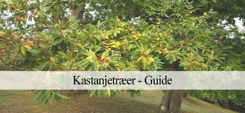kastanjetræer
