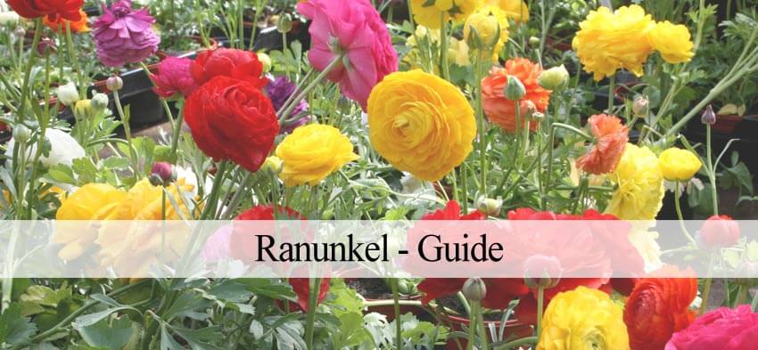 Ranunkel vejledning