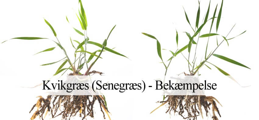 kvikgræs